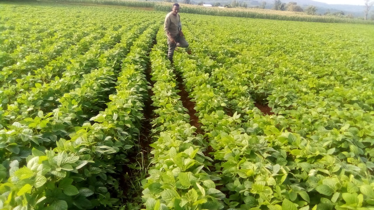 Agronomist walking between soybean rows inspecting crop growth