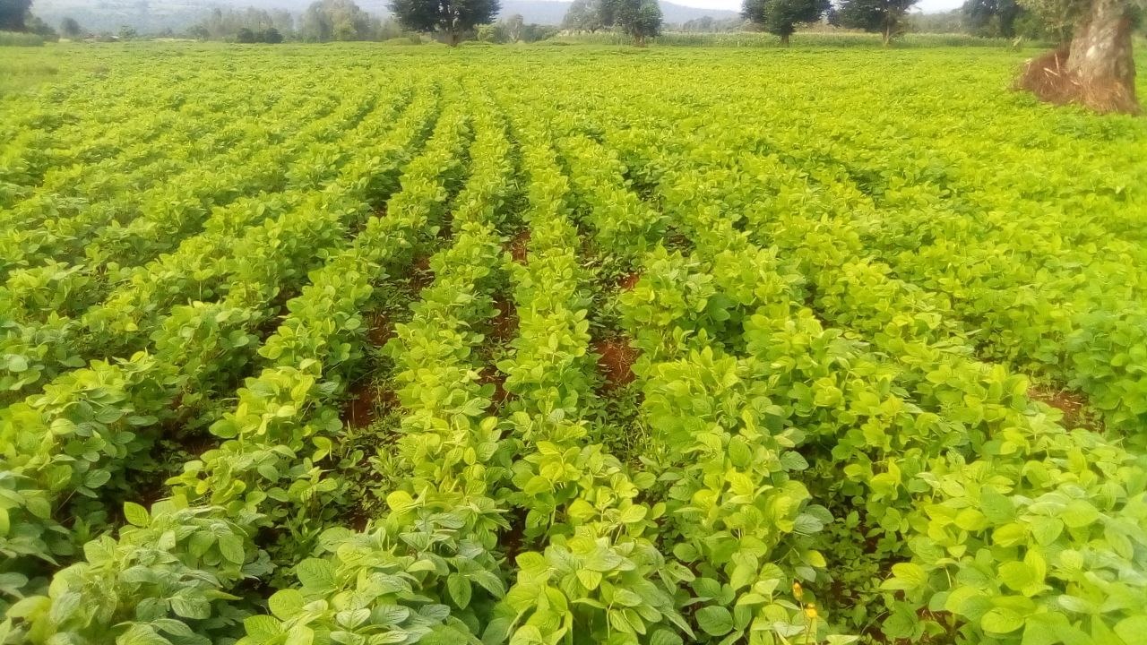 Rows of healthy soybean plants across a Quarit contract farm field